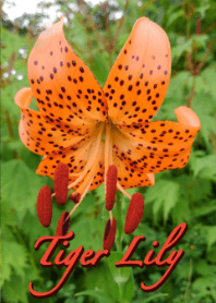 Tema Tiger Lily (Merah)