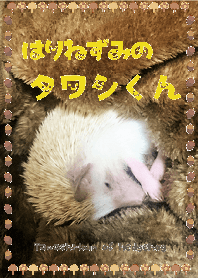 * Tawashi-kun of hedgehog * (Brown)