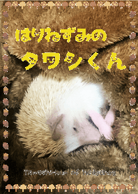 ✿ はりねずみのタワシくん ✿ (Brown)