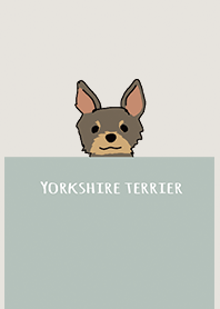 Beige Khaki : Yorkshire terrier