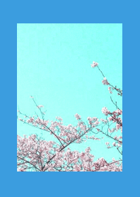 CHERRY BLOSSOMS & BLUE SKY/BLUE/YELLOW