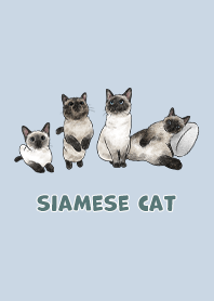 siamesecats3 / baby blue