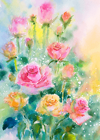 Beautiful rose flower(R2715)