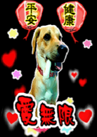 Lucky dog year-end blessing