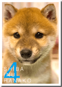 Shiba Inu Hanako 4 PhotoTheme*