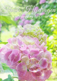 Fresh Hydrangea