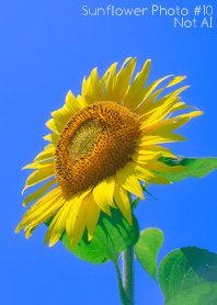 Sunflower Photo #10-1 NotAI