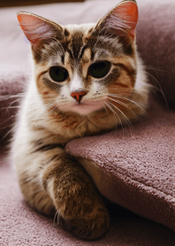 แมววิ่ง Wild #CSVAC117