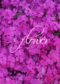 flower pink theme.