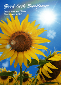 夏♡運気上昇✨ ひまわりと青空