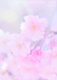 CherryBlossoms Photo#19-31Not AI