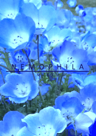 NEMOPHILA-Flower 6