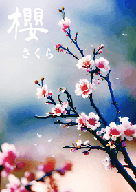 일본의 매우 아름다운 벚꽃(자정 블루)