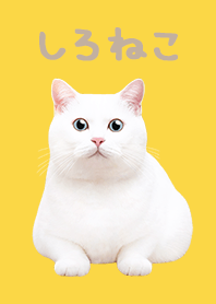 しろねこ - イエロー