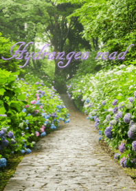 Hydrangea road ver.2