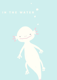 White axolotl