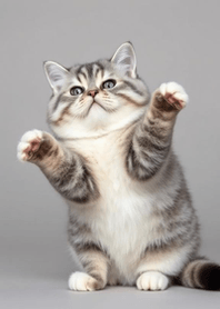 Scottish Fold Theme1