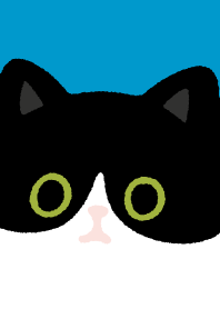 Tuxedo cat and Black cat..blue1