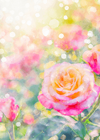 Beautiful rose flower(R1757)