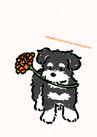 Adorable Schnauzer-black&silver-