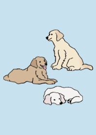 狗 金毛尋回犬_淡藍色