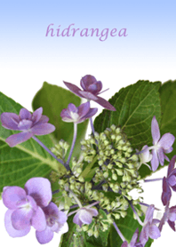 beautiful blue hydrangea2