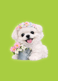 春日玩偶風博美 Green 03