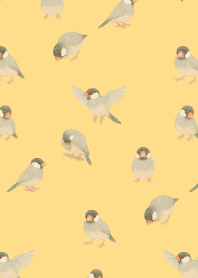 I am a Java sparrow2 on b & y