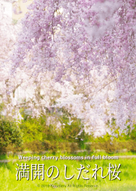 ดอกซากุระบานสะพรั่งบานสะพรั่ง