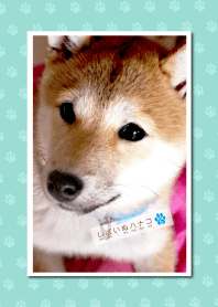 しばいぬハナコのきせかえ 5【柴犬写真】