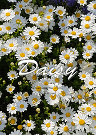 Daisy flower1