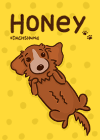 Dachshund - Honey
