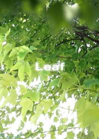 Leaf Leaf
