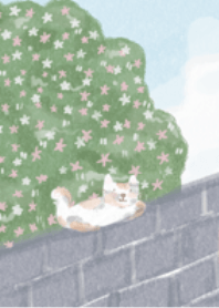 Cat on the Wall , Meow and bloom