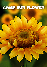 crisp sun flower