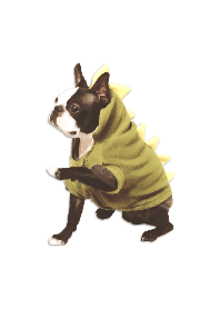 ボストンテリアⅡ