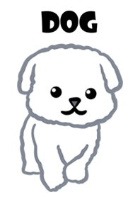 Poodle White Dog