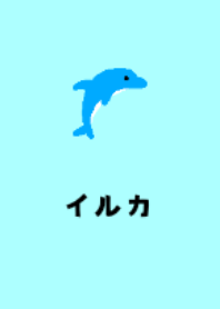 Dolphin show