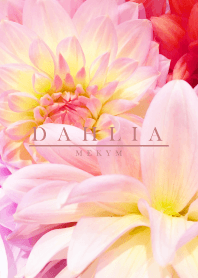 DAHLIA. -flower-
