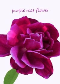 purple rose flower