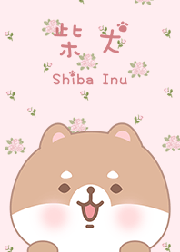 ชิบะอินุ ทารก ดอกกุหลาบ