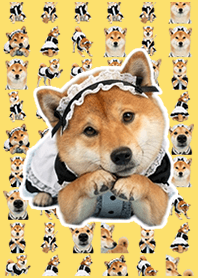Maid's Shiba Inu Pop Yellow