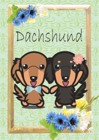 Long coat dachshund