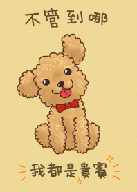我愛貴賓犬(1)