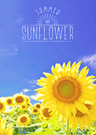 summer sunflower*