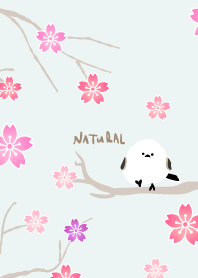 Long-tailed Tit cherry blossoms9 Japan