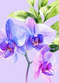 watercolor orchid flower colorwater