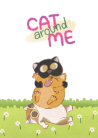 Cat around me