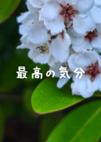 潔白花語，綠意盎然