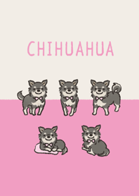 ゆるっとブラックタンチワワさん